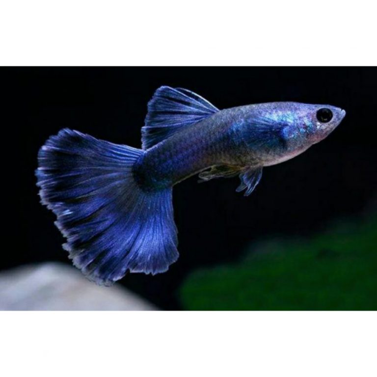 GUPPY FULL BLUE NÉON Indie Aqua